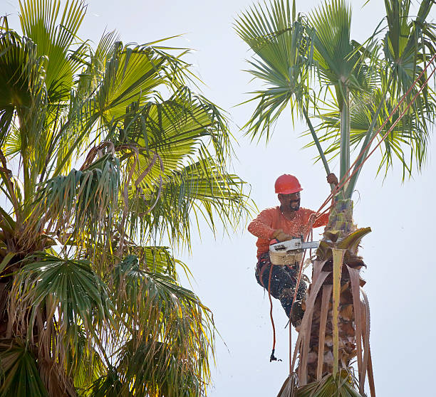 Tree Branch Trimming in Early, TX